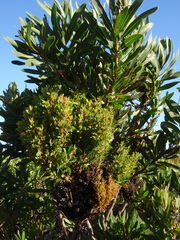 Protea witches broom phytoplasma