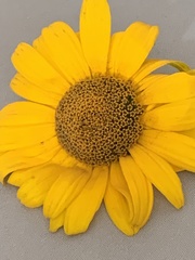 Glebionis segetum