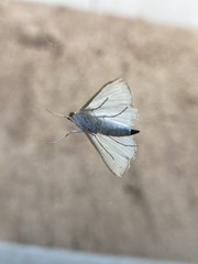 Diaphania costata
