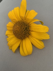 Glebionis segetum