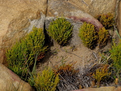 Crassula muscosa obtusifolia