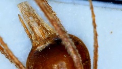 Rhynchospora glomerata angusta