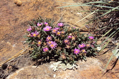 Delosperma purpureum