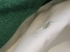 Cyllecoris histrionius