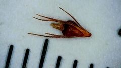 Rhynchospora glomerata angusta