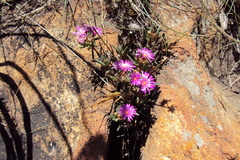 Delosperma purpureum