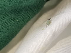 Cyllecoris histrionius