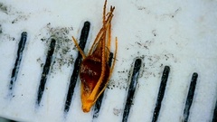 Rhynchospora glomerata angusta