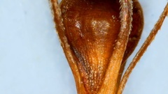 Rhynchospora glomerata angusta