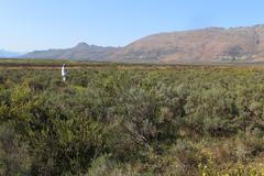 Leucadendron stellare