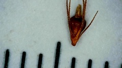 Rhynchospora glomerata angusta