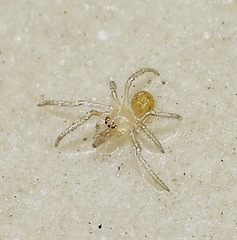 Araneae