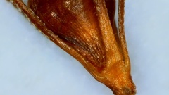 Rhynchospora glomerata angusta