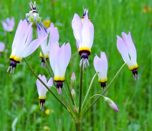 iNaturalist observation photo of Padre's Shooting Star