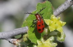 Pelonides quadrinotata