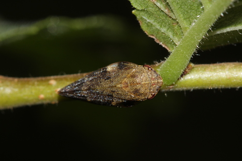 Alksninė Cikada nuotrauka