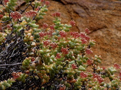 Crassula rupestris rupestris