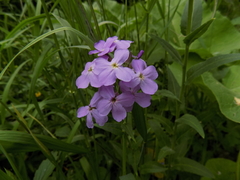 Hesperis pycnotricha