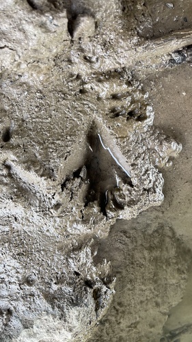Common Raccoon photographed in Wyoming