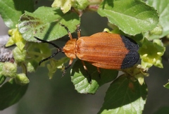Lycus fernandezi