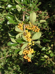 Searsia laevigata laevigata