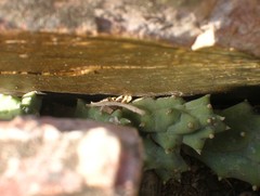 Duvalia caespitosa caespitosa