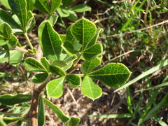 Searsia laevigata laevigata