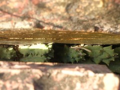 Duvalia caespitosa caespitosa