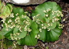 Crassula umbella