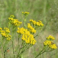 Hymenothrix wislizeni