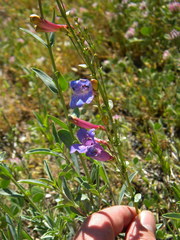 Penstemon azureus