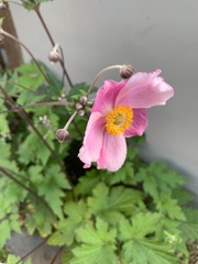 Eriocapitella hupehensis