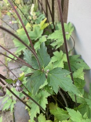 Eriocapitella hupehensis