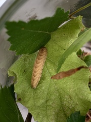 Noctua fimbriata