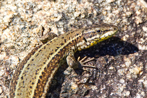 Bocage's Wall Lizard