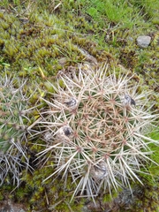 Parodia mammulosa