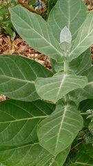 Calotropis