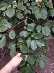 Prunus cerasus