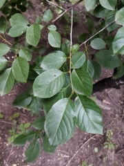 Prunus cerasus