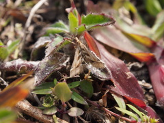 Diasemia accalis