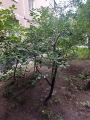 Prunus cerasus