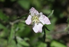 Oenothera kunthiana