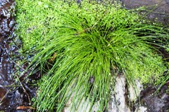 Isolepis prolifera