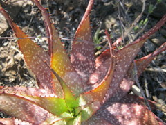 Aloe microstigma