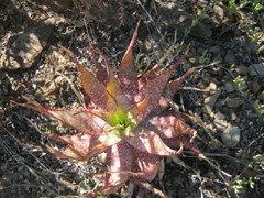 Aloe microstigma