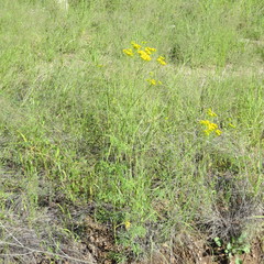 Hymenothrix wislizeni