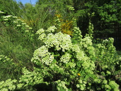 Spiraea media