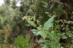 Koenigia phytolaccifolia
