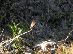 Alopochelidon fucata