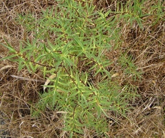 Veronica parviflora